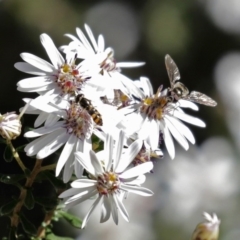 Melangyna viridiceps (Hover fly) at ANBG - 31 Jul 2020 by RodDeb