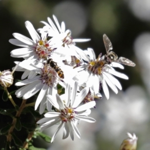 Melangyna viridiceps at Acton, ACT - 31 Jul 2020