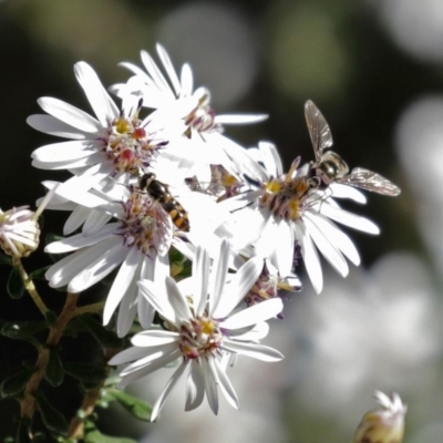 Melangyna viridiceps (Hover fly) at ANBG - 31 Jul 2020 by RodDeb