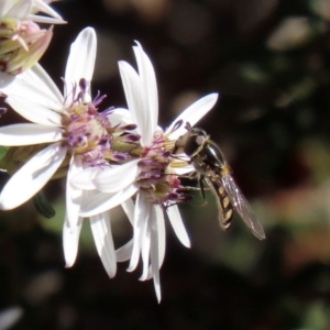 Melangyna viridiceps at Acton, ACT - 31 Jul 2020