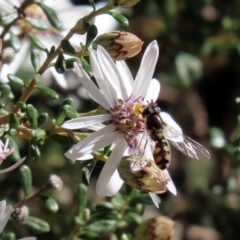 Melangyna viridiceps at Acton, ACT - 31 Jul 2020