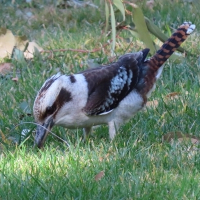 Dacelo novaeguineae (Laughing Kookaburra) at Acton, ACT - 31 Jul 2020 by RodDeb