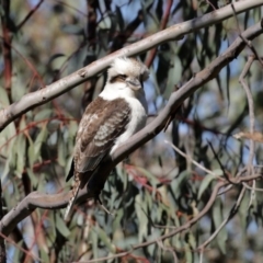 Dacelo novaeguineae at Acton, ACT - 31 Jul 2020