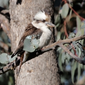 Dacelo novaeguineae at Acton, ACT - 31 Jul 2020