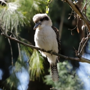 Dacelo novaeguineae at Acton, ACT - 31 Jul 2020