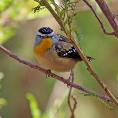 Pardalotus punctatus (Spotted Pardalote) at Acton, ACT - 31 Jul 2020 by RodDeb