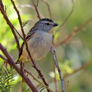 Pardalotus punctatus at Acton, ACT - 31 Jul 2020