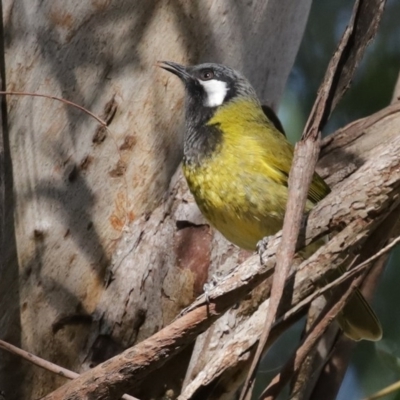 Nesoptilotis leucotis (White-eared Honeyeater) at Acton, ACT - 31 Jul 2020 by RodDeb