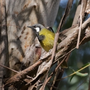 Nesoptilotis leucotis at Acton, ACT - 31 Jul 2020