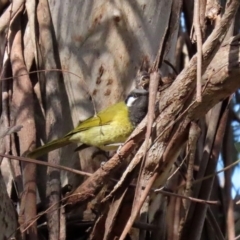 Nesoptilotis leucotis at Acton, ACT - 31 Jul 2020