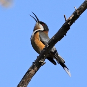 Acanthorhynchus tenuirostris at Macarthur, ACT - 31 Jul 2020