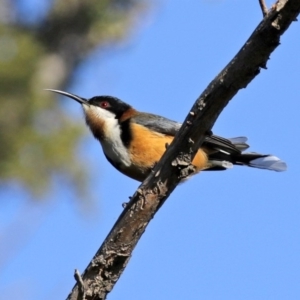 Acanthorhynchus tenuirostris at Macarthur, ACT - 31 Jul 2020