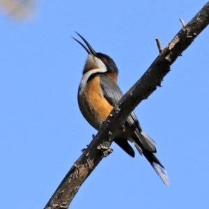 Acanthorhynchus tenuirostris at Macarthur, ACT - 31 Jul 2020