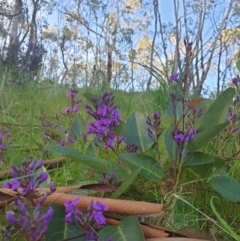 Hardenbergia violacea (False Sarsaparilla) at Albury - 30 Jul 2020 by ClaireSee