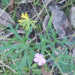 Geranium sp. (Geranium) at Albury, NSW - 30 Jul 2020 by ClaireSee