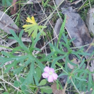 Geranium sp. at Albury - 31 Jul 2020