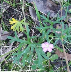 Geranium sp. at Albury - 31 Jul 2020