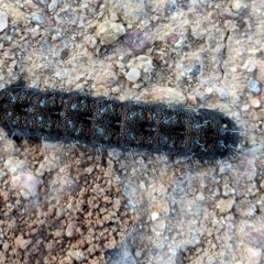 Apina callisto (Pasture Day Moth) at Red Hill Nature Reserve - 1 Aug 2020 by Torbreck