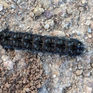 Apina callisto at Red Hill, ACT - 1 Aug 2020