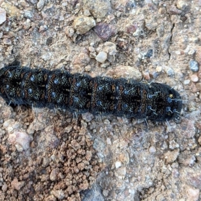 Apina callisto (Pasture Day Moth) at Red Hill, ACT - 1 Aug 2020 by Torbreck