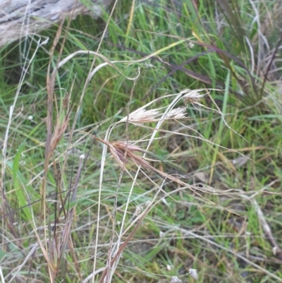 Themeda triandra (Kangaroo Grass) at Albury, NSW - 30 Jul 2020 by ClaireSee
