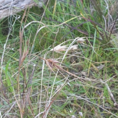 Themeda triandra (Kangaroo Grass) at Albury - 31 Jul 2020 by ClaireSee