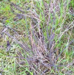 Themeda triandra at Albury - 31 Jul 2020 05:46 AM