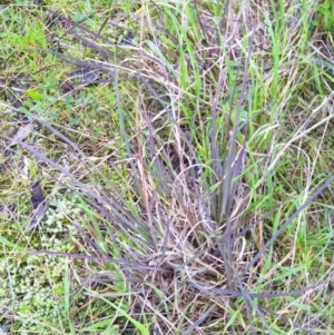 Themeda triandra at Albury - 31 Jul 2020 05:46 AM