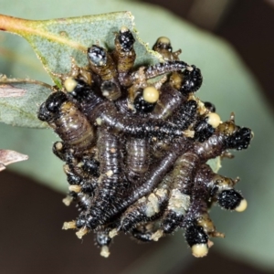 Perga sp. (genus) at Latham, ACT - 1 Aug 2020