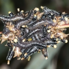 Perga sp. (genus) at Latham, ACT - 1 Aug 2020