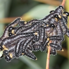 Perga sp. (genus) at Latham, ACT - 1 Aug 2020