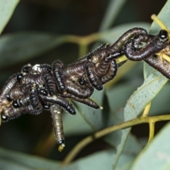 Perga sp. (genus) at Latham, ACT - 1 Aug 2020