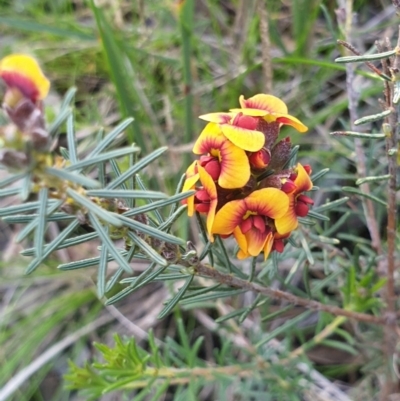 Dillwynia sericea (Egg And Bacon Peas) at Monument Hill and Roper Street Corridor - 30 Jul 2020 by ClaireSee