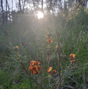 Dillwynia sericea at Albury, NSW - 31 Jul 2020 05:54 AM