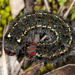 Apina callisto (Pasture Day Moth) at Latham, ACT - 1 Aug 2020 by DerekC