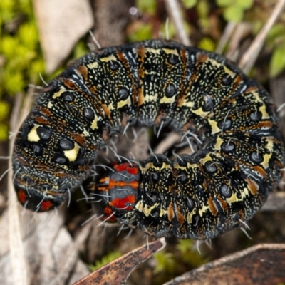 Apina callisto (Pasture Day Moth) at Latham, ACT - 1 Aug 2020 by DerekC