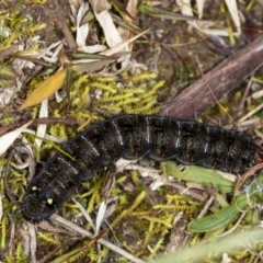 Apina callisto at Latham, ACT - 1 Aug 2020