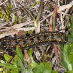 Apina callisto at Latham, ACT - 1 Aug 2020