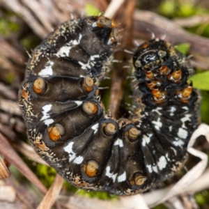 Apina callisto at Latham, ACT - 1 Aug 2020