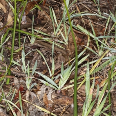 Microtis sp. (Onion Orchid) at Latham, ACT - 1 Aug 2020 by DerekC