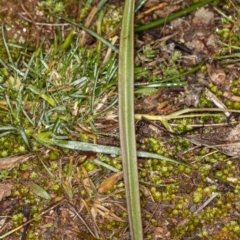 Thelymitra sp. (A Sun Orchid) at Latham, ACT - 1 Aug 2020 by DerekC