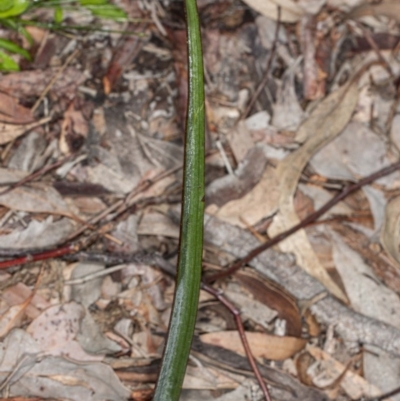 Calochilus sp. (A Beard Orchid) at Latham, ACT - 1 Aug 2020 by DerekC