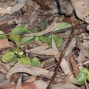 Diplodium sp. at Latham, ACT - 1 Aug 2020