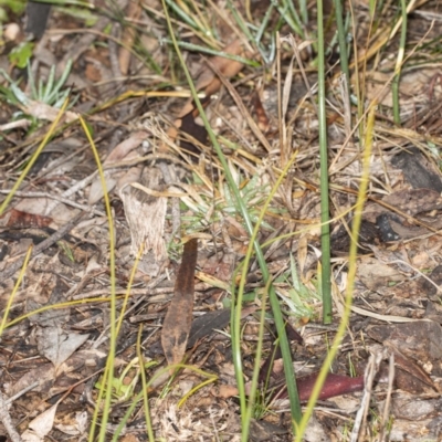 Microtis sp. (Onion Orchid) at Latham, ACT - 1 Aug 2020 by DerekC