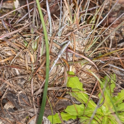 Microtis sp. (Onion Orchid) at Latham, ACT - 1 Aug 2020 by DerekC