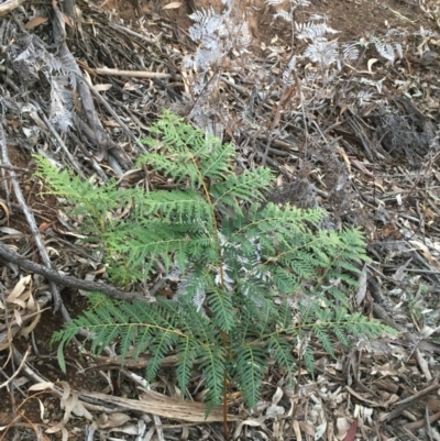 Pteridium esculentum (Bracken) at Majura, ACT - 1 Aug 2020 by JaneR