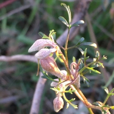 Clematis leptophylla (Small-leaf Clematis, Old Man's Beard) at Watson, ACT - 1 Aug 2020 by JaneR