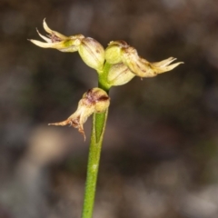 Corunastylis cornuta (Horned Midge Orchid) at Downer, ACT - 18 Jul 2020 by DerekC