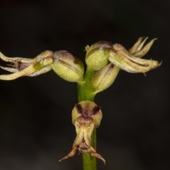 Corunastylis cornuta at Downer, ACT - 18 Jul 2020