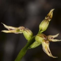 Corunastylis cornuta at Downer, ACT - 18 Jul 2020